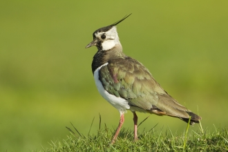 Lapwing c. Mark Hamblin/2020VISION