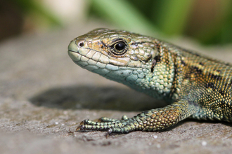 Common lizard