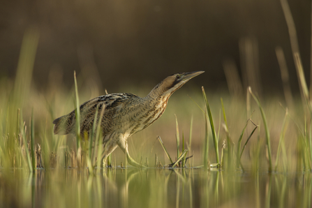 Bittern c. Jamie Hall