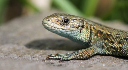 Common lizard