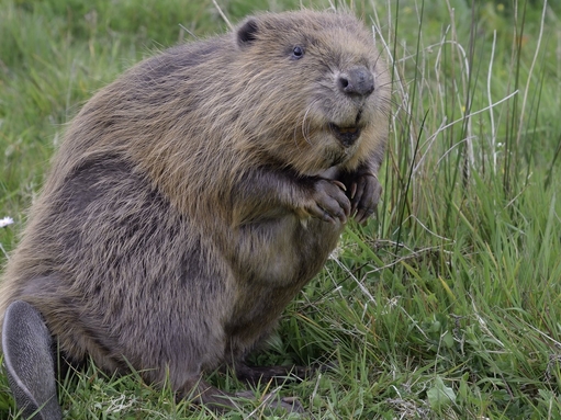 Beavers | Cheshire Wildlife Trust