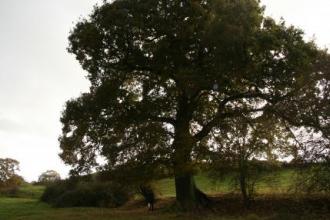 Oak tree in path of HS2