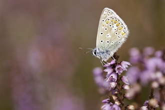 Common blue butterfly