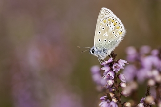 Common blue butterfly 