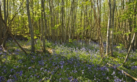 Wildlife site c. Terry Whittaker/2020VISION